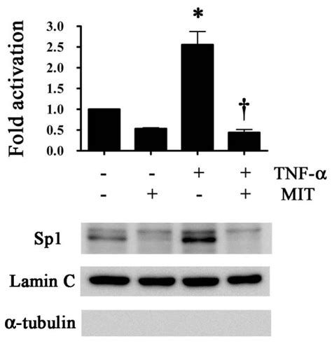 Effect Of Tumor Necrosis Factor Alpha Tnf And Mithramycin On Sp