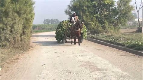 Village Life Nurpur Attock Pakistan Youtube