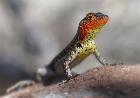 La nueva Ley de Bienestar Animal genera confusión entre los