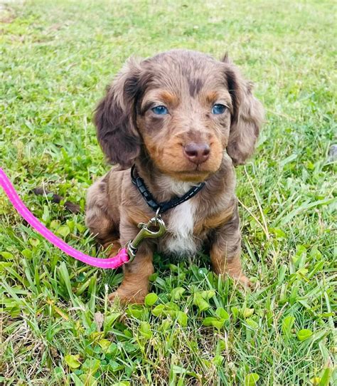 Reddit Meet Fancy R Dachshund