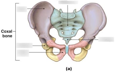 Coxal Bone