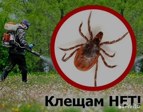Обработка от клещей на участке в Калининграде | Услуги | Авито