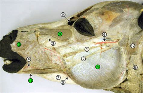 Equine Head Dissection Flashcards Quizlet