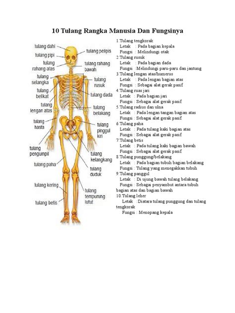 10 Tulang Rangka Manusia Dan Fungsinya