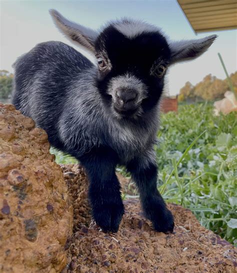 Baby Miniature Goat