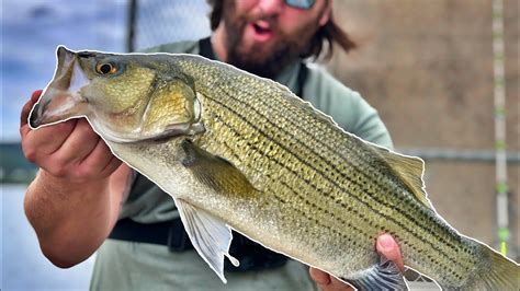 Fishing The Ohio River For Hybrid Striped Bass Dam Fishing Mission