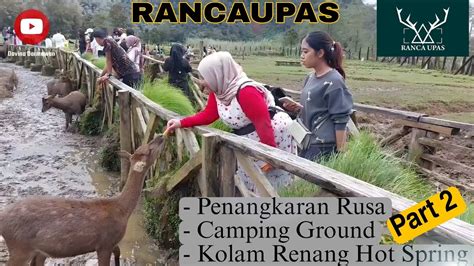 Ranca Upas Ciwidey Bandung Camping Ground Penangkaran Rusa