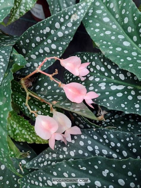 Begonia Maculata Care How To Grow An Indoor Polka Dot Begonia