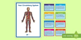 KS2 Human Body Circulatory System Teaching Pack Twinkl