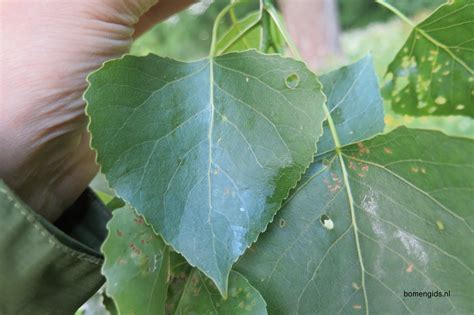 Herken De Boomsoort NL Canada Populier Latin Populus X Canadensis