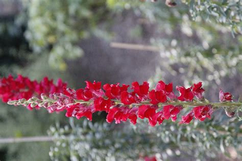 Free Images Nature Grass Blossom Leaf Flower Petal Autumn