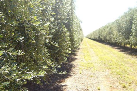 La Productividad Mundial De Aceite De Oliva Por Hect Rea Podr A Caer