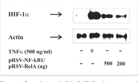 Figure 6 From Tumor Necrosis Factor Cid 1 Causes Accumulation Of A