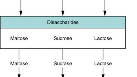 A Closer Look Physiology Of Human Digestion And Absorption