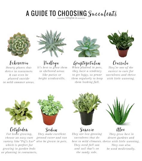 Printable Succulent Care Guide Yoiki Guide