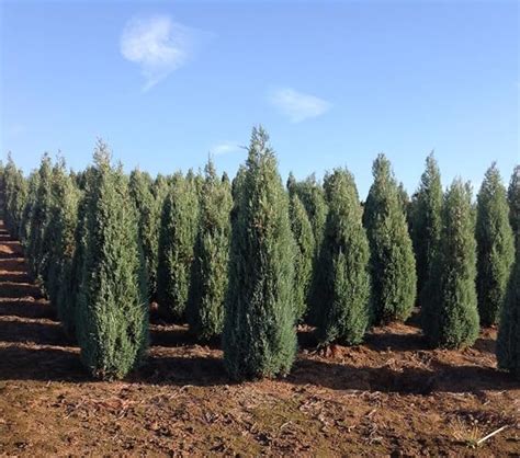 Medora Juniper 3 Live Plants Perfect For Year Round Landscaping Privacy