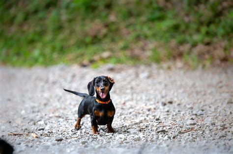 15 Reasons Why Dachshunds Are The Best Breed Dogster