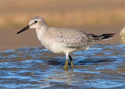 Barbados Caribbean Birding Trail