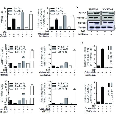 Metformin Increased The Mature Let 7b Through Stimulating METTL3