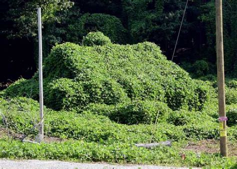 Kudzu House