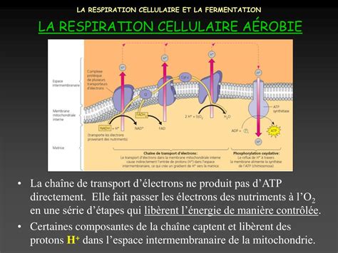 Ppt La Respiration Cellulaire Et La Fermentation Powerpoint