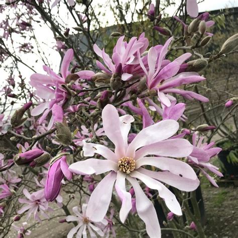 Magnolia ‘leonard Messel The Greenhouse