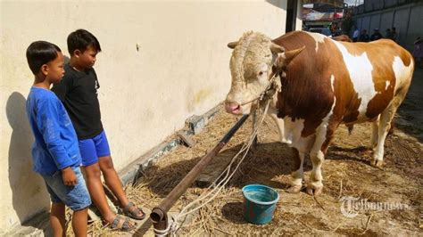 Daftar Harga Sapi Dan Kambing Kurban Untuk Hari Raya Idul Adha