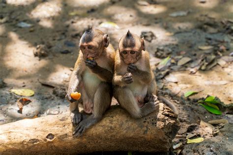 Photo Of Two Monkeys Sitting On Rock · Free Stock Photo