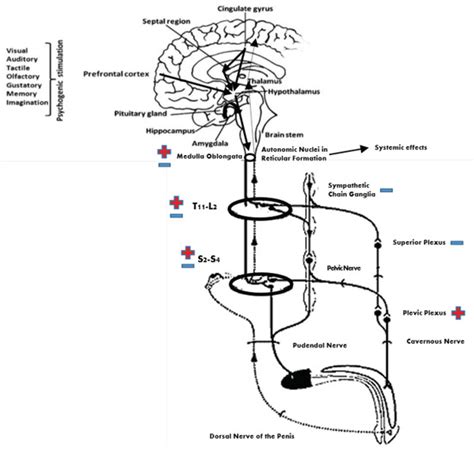 Jcm Free Full Text Improving Sexual Function By Using Focal Vibrations In Men With Spinal