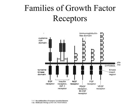 PPT - Outline of Signal Transduction section: Lecture 1- Introduction ...