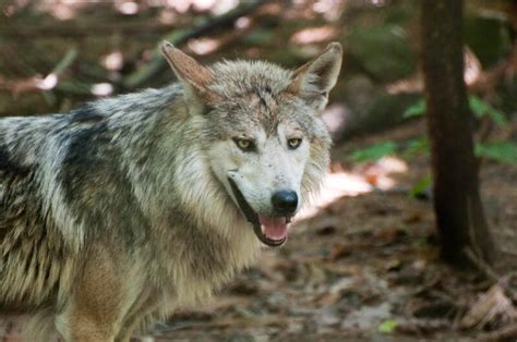 Native American Wolf Names (60+ Powerful Names with Meanings)