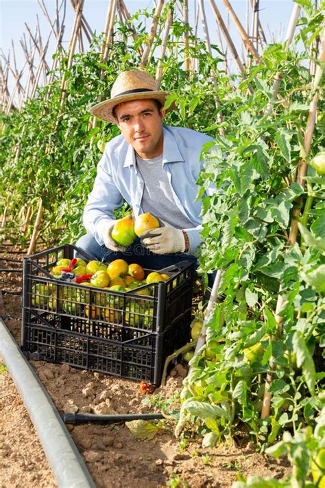 Positive Man Harvesting Ripe Tomatoes On The Field Stock Photo Image