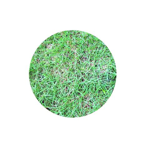 Circle Background With Green Grass Texture Stock Image Image Of