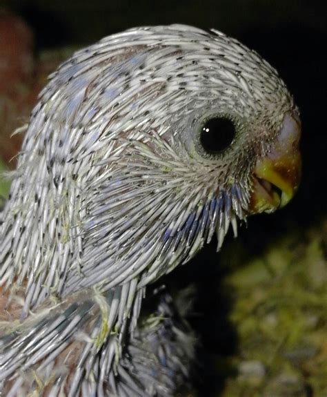 Budgerigar | Parrots | Breed Information | Omlet