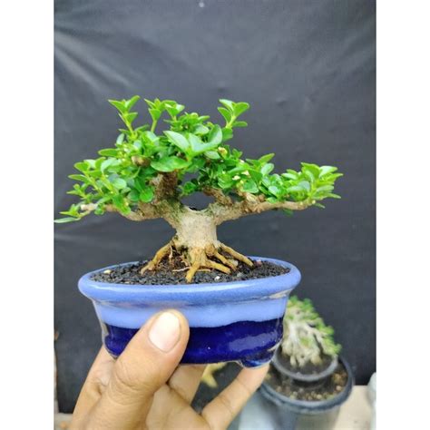 Jual Bonsai Mame Siap Pajang Shopee Indonesia