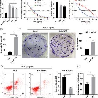 Mir P Is Upregulated In Cervical Cancer Cc Cells And