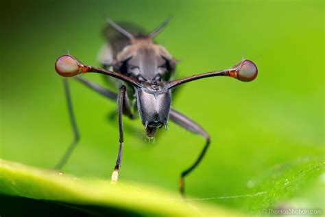 Stalk Eyed Fly Diasemopsis Sp Gorongosa National Park Flickr