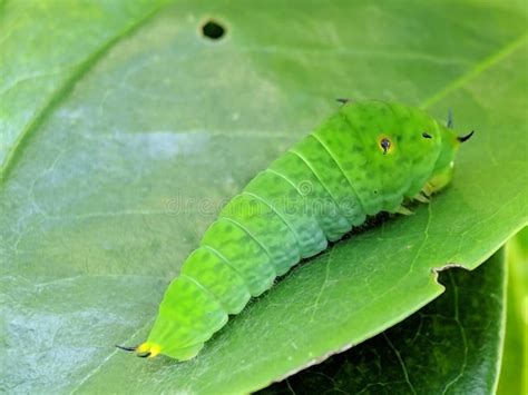 Larvas De Polilla Verde Brillante En Una Hoja Al Amanecer Con Fondo