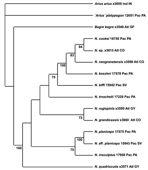 Phylogenetic Hypothesis Of 11 Species Of The Genus Notarius And Three