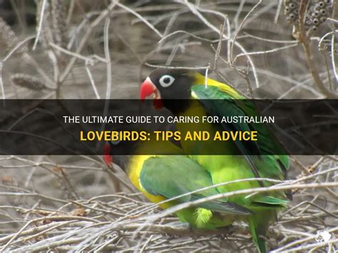 The Ultimate Guide To Caring For Australian Lovebirds Tips And Advice