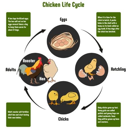 Vector Of Chicken Life Cycle Diagram ID 80631855 Royalty Free Image