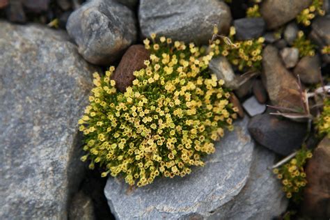 Flowers In Antarctica Expeditions Online