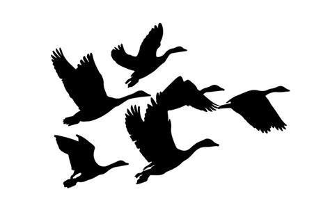 Premium Vector | Vector Flock of Ducks in Flight Silhouette isolated on ...