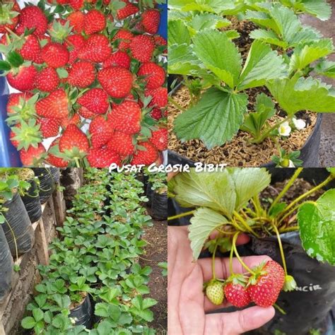 Bibit Pohon Strawberry Red Giant Australia Jumbo Tanaman Buah Jumbo