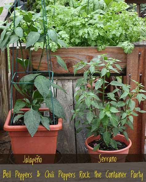 5 Tips For Successful Container Gardening Soupaddict