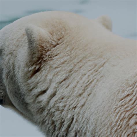 Is Polar Bear Skin Black? Investigating the Science Behind Polar Bear ...