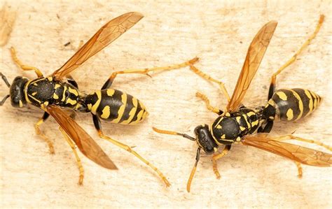 Wasps In Orange County Ny A Comprehensive Guide To Wasp Removal And