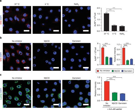 Figure 4 From Epidermal Sr A Complexes Are Lipid Raft Based And Promote