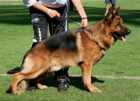 Chien Elevage Berger Allemand De Font Martinier