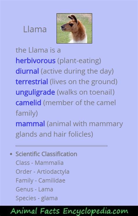 Llama Facts - Animal Facts Encyclopedia